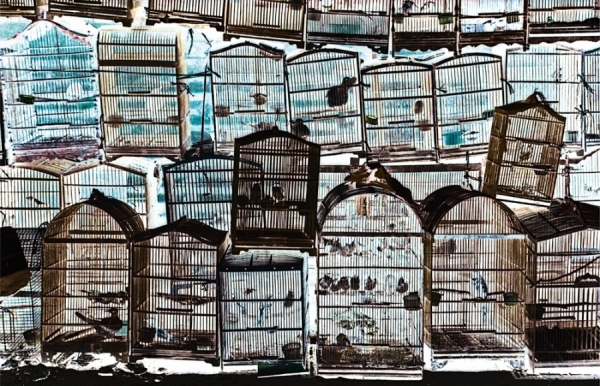 Photograph Lynton Crabb Bird Cages on One Eyeland